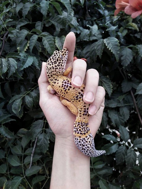 Gia tài bò sát của cậu học sinh lớp 12 ở Khánh Hòa - Ảnh 17. Gia tài bò sát của cậu học sinh lớp 12 ở Khánh Hòa - Ảnh 17.