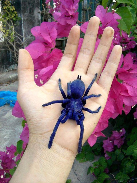 Gia tài bò sát của cậu học sinh lớp 12 ở Khánh Hòa - Ảnh 12. Gia tài bò sát của cậu học sinh lớp 12 ở Khánh Hòa - Ảnh 12.