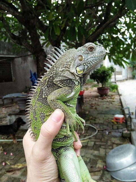 Gia tài bò sát của cậu học sinh lớp 12 ở Khánh Hòa - Ảnh 5. Gia tài bò sát của cậu học sinh lớp 12 ở Khánh Hòa - Ảnh 5.