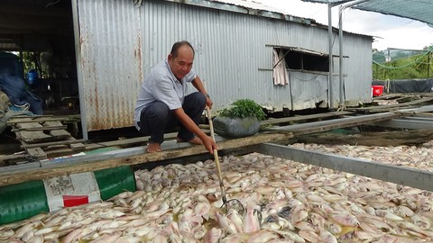 Người nuôi cá khóc ròng, vớt cá chết bán 1000 -2000 đồng/kg - Ảnh 2. Người nuôi cá khóc ròng, vớt cá chết bán 1000 -2000 đồng/kg - Ảnh 2.