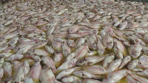 Người nuôi cá khóc ròng, vớt cá chết bán 1000 -2000 đồng/kg - Ảnh 3. Người nuôi cá khóc ròng, vớt cá chết bán 1000 -2000 đồng/kg - Ảnh 3.