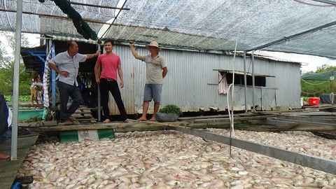 Người nuôi cá khóc ròng, vớt cá chết bán 1000 -2000 đồng/kg - Ảnh 1. Người nuôi cá khóc ròng, vớt cá chết bán 1000 -2000 đồng/kg - Ảnh 1.