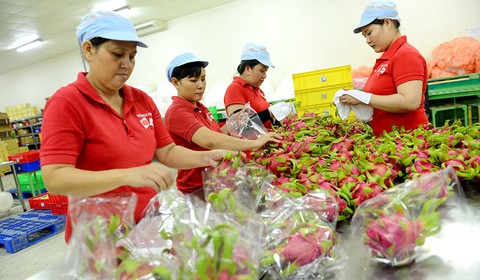 Dành hàng ngon cho nội địa - Ảnh 1. Dành hàng ngon cho nội địa - Ảnh 1.