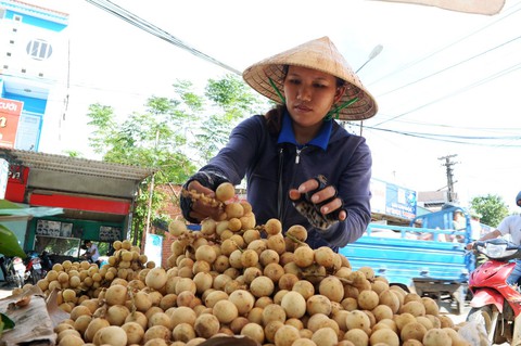 Về Tiên Phước ăn trái bòn bon - Ảnh 15. Về Tiên Phước ăn trái bòn bon - Ảnh 15.