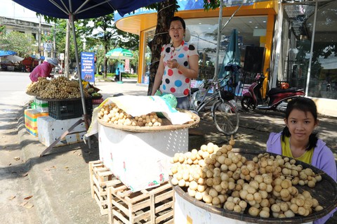 Về Tiên Phước ăn trái bòn bon - Ảnh 14. Về Tiên Phước ăn trái bòn bon - Ảnh 14.