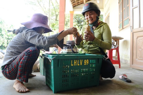 Về Tiên Phước ăn trái bòn bon - Ảnh 13. Về Tiên Phước ăn trái bòn bon - Ảnh 13.