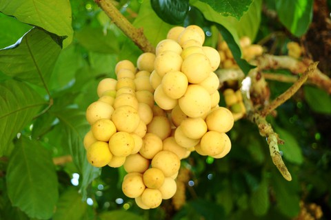 Về Tiên Phước ăn trái bòn bon - Ảnh 5. Về Tiên Phước ăn trái bòn bon - Ảnh 5.