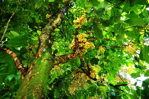 Về Tiên Phước ăn trái bòn bon - Ảnh 4. Về Tiên Phước ăn trái bòn bon - Ảnh 4.