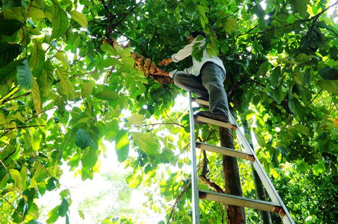 Về Tiên Phước ăn trái bòn bon - Ảnh 6. Về Tiên Phước ăn trái bòn bon - Ảnh 6.