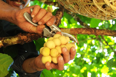 Về Tiên Phước ăn trái bòn bon - Ảnh 9. Về Tiên Phước ăn trái bòn bon - Ảnh 9.