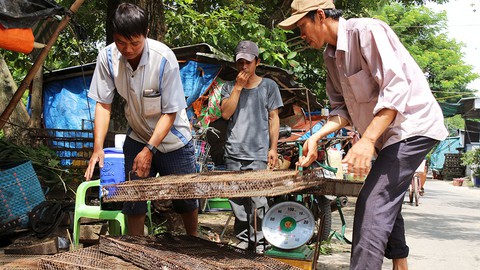 Sắp cuối lũ 2018, giá cả đặc sản lũ miền Tây càng chộn rộn - Ảnh 2. Sắp cuối lũ 2018, giá cả đặc sản lũ miền Tây càng chộn rộn - Ảnh 2.