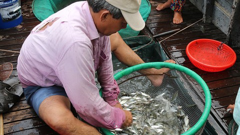 Sắp cuối lũ 2018, giá cả đặc sản lũ miền Tây càng chộn rộn - Ảnh 11. Sắp cuối lũ 2018, giá cả đặc sản lũ miền Tây càng chộn rộn - Ảnh 11.