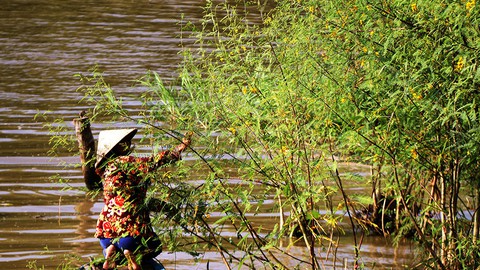 Sắp cuối lũ 2018, giá cả đặc sản lũ miền Tây càng chộn rộn - Ảnh 5. Sắp cuối lũ 2018, giá cả đặc sản lũ miền Tây càng chộn rộn - Ảnh 5.