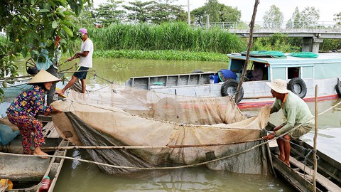 Sắp cuối lũ 2018, giá cả đặc sản lũ miền Tây càng chộn rộn - Ảnh 10. Sắp cuối lũ 2018, giá cả đặc sản lũ miền Tây càng chộn rộn - Ảnh 10.