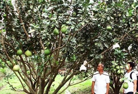 Bưởi Năm Roi rụng đầy gốc, tiền tỉ trôi theo triều cường - Ảnh 1. Bưởi Năm Roi rụng đầy gốc, tiền tỉ trôi theo triều cường - Ảnh 1.
