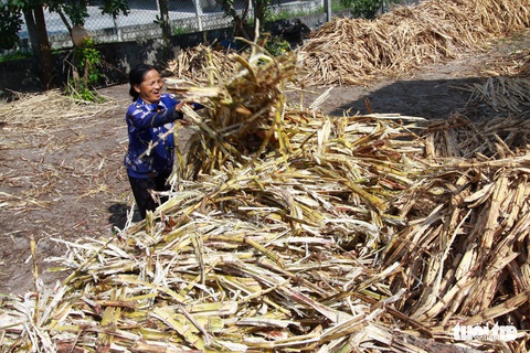 Cần mẫn chắt chiu từng giọt đường - Ảnh 4. Cần mẫn chắt chiu từng giọt đường - Ảnh 4.