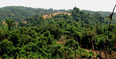 Rừng tự nhiên bị ủi chỉ là khoảnh nhỏ? - Ảnh 3. Rừng tự nhiên bị ủi chỉ là khoảnh nhỏ? - Ảnh 3.