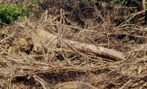 Rừng tự nhiên bị ủi chỉ là khoảnh nhỏ? - Ảnh 4. Rừng tự nhiên bị ủi chỉ là khoảnh nhỏ? - Ảnh 4.