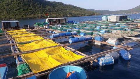 Tảo độc xuất hiện dày đặc trên vịnh Vân Phong - Ảnh 2. Tảo độc xuất hiện dày đặc trên vịnh Vân Phong - Ảnh 2.