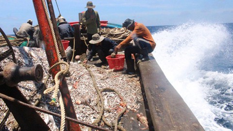 Việt Nam mong EU sớm gỡ thẻ vàng với thủy hải sản - Ảnh 1. Việt Nam mong EU sớm gỡ thẻ vàng với thủy hải sản - Ảnh 1.