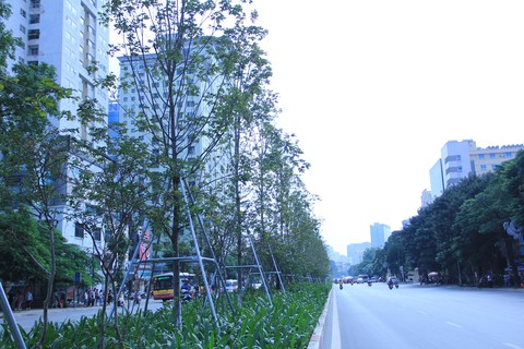 Phong lá đỏ ở Hà Nội cháy sém hoặc rụng hết lá - Ảnh 6. Phong lá đỏ ở Hà Nội cháy sém hoặc rụng hết lá - Ảnh 6.