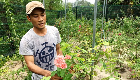 Ông chủ hoa hồng ngoại trên cát bỏng Điện Bàn - Ảnh 1. Ông chủ hoa hồng ngoại trên cát bỏng Điện Bàn - Ảnh 1.