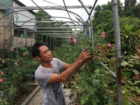 Ông chủ hoa hồng ngoại trên cát bỏng Điện Bàn - Ảnh 3. Ông chủ hoa hồng ngoại trên cát bỏng Điện Bàn - Ảnh 3.