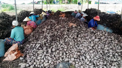 Vĩnh Long kiến nghị trung ương tìm cách giải cứu khoai lang - Ảnh 1. Vĩnh Long kiến nghị trung ương tìm cách giải cứu khoai lang - Ảnh 1.