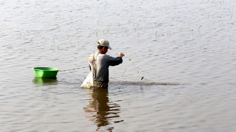 Những mùa cá đồng miền lũ - kỳ 2: Thời vàng son của cá đồng - Ảnh 3. Những mùa cá đồng miền lũ - kỳ 2: Thời vàng son của cá đồng - Ảnh 3.
