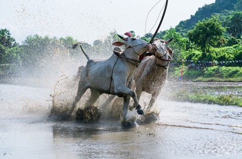Đến xứ sở cây thốt nốt Tịnh Biên mùa nước nổi - Ảnh 11. Đến xứ sở cây thốt nốt Tịnh Biên mùa nước nổi - Ảnh 11.