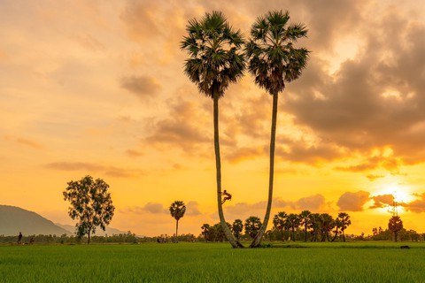 Đến xứ sở cây thốt nốt Tịnh Biên mùa nước nổi - Ảnh 6. Đến xứ sở cây thốt nốt Tịnh Biên mùa nước nổi - Ảnh 6.