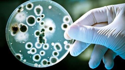 Khi nấu, vi khuẩn staphylococcus bị diệt, nhưng độc tố thì không - Ảnh 1. Khi nấu, vi khuẩn staphylococcus bị diệt, nhưng độc tố thì không - Ảnh 1.