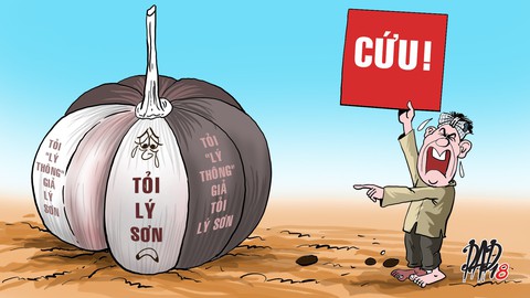 Tỏi Lý Sơn và củ sâm xứ Hàn - Ảnh 1. Tỏi Lý Sơn và củ sâm xứ Hàn - Ảnh 1.