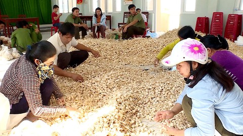 Phải giải cứu tỏi Lý Sơn, vì đâu nên nỗi? - Ảnh 1. Phải giải cứu tỏi Lý Sơn, vì đâu nên nỗi? - Ảnh 1.