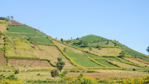 Lễ hội Hoa dã quỳ khai mạc trên núi lửa Chư Đăng Ya - Ảnh 3. Lễ hội Hoa dã quỳ khai mạc trên núi lửa Chư Đăng Ya - Ảnh 3.