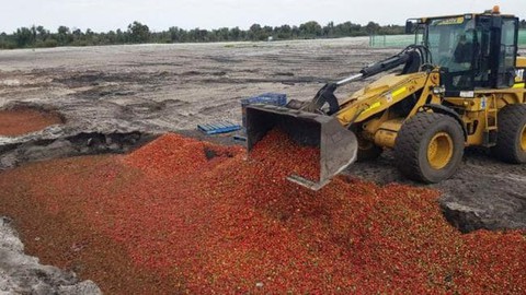 Úc bắt người phụ nữ tên My Ut Trinh vì nhét kim vào dâu tây - Ảnh 3. Úc bắt người phụ nữ tên My Ut Trinh vì nhét kim vào dâu tây - Ảnh 3.