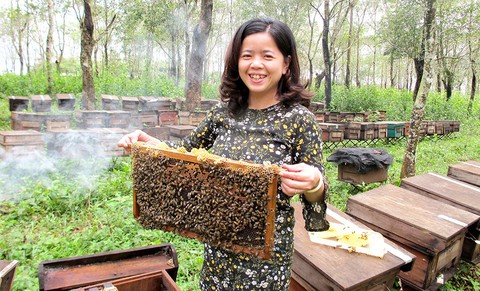 Cô gái phố núi với thương hiệu mật ong hoa cà phê - Ảnh 1. Cô gái phố núi với thương hiệu mật ong hoa cà phê - Ảnh 1.