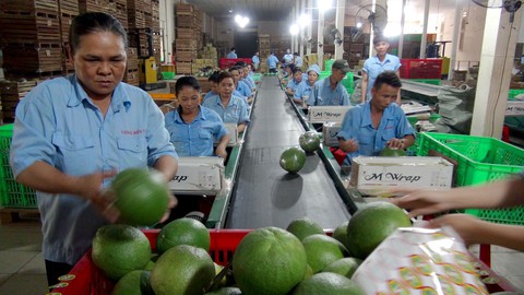 Bưởi da xanh khoác áo Thái vẫn phải vào Trung Quốc bằng... đường rừng - Ảnh 3. Bưởi da xanh khoác áo Thái vẫn phải vào Trung Quốc bằng... đường rừng - Ảnh 3.