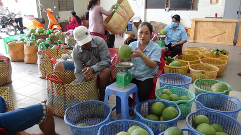 Bưởi da xanh khoác áo Thái vẫn phải vào Trung Quốc bằng... đường rừng - Ảnh 2. Bưởi da xanh khoác áo Thái vẫn phải vào Trung Quốc bằng... đường rừng - Ảnh 2.