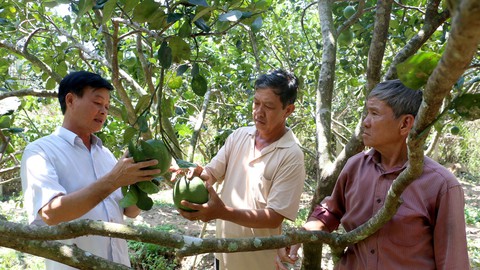 Bưởi da xanh khoác áo Thái vẫn phải vào Trung Quốc bằng... đường rừng - Ảnh 5. Bưởi da xanh khoác áo Thái vẫn phải vào Trung Quốc bằng... đường rừng - Ảnh 5.
