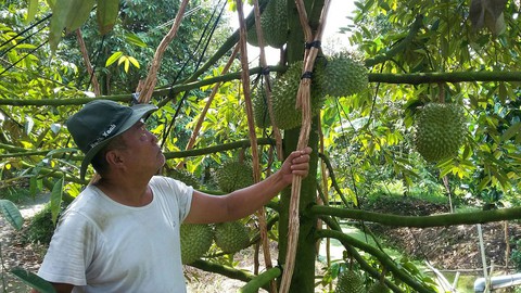 Bưởi da xanh khoác áo Thái vẫn phải vào Trung Quốc bằng... đường rừng - Ảnh 1. Bưởi da xanh khoác áo Thái vẫn phải vào Trung Quốc bằng... đường rừng - Ảnh 1.