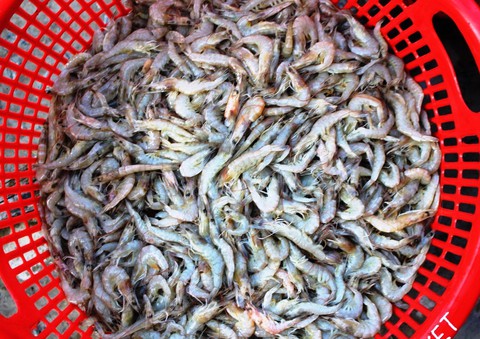 Hơn 100.000 con tôm trong hồ chết trắng, nghi bị đầu độc - Ảnh 2. Hơn 100.000 con tôm trong hồ chết trắng, nghi bị đầu độc - Ảnh 2.