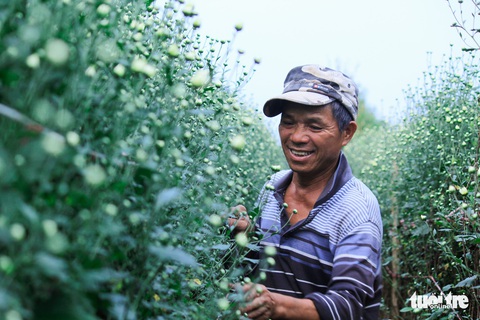 Cúc họa mi xốn xang đầu đông Hà Nội - Ảnh 7. Cúc họa mi xốn xang đầu đông Hà Nội - Ảnh 7.