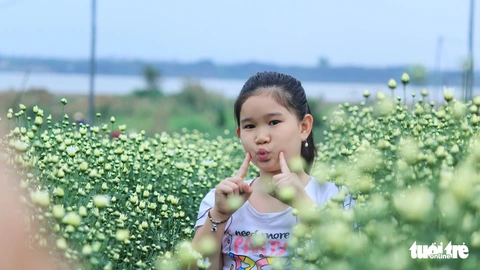Cúc họa mi xốn xang đầu đông Hà Nội - Ảnh 5. Cúc họa mi xốn xang đầu đông Hà Nội - Ảnh 5.