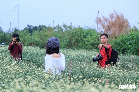 Cúc họa mi xốn xang đầu đông Hà Nội - Ảnh 3. Cúc họa mi xốn xang đầu đông Hà Nội - Ảnh 3.
