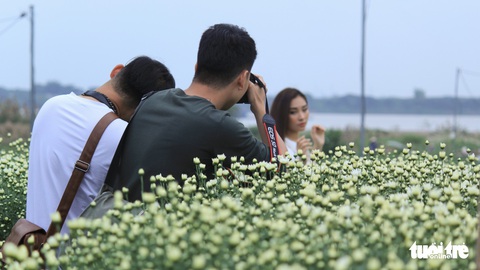 Cúc họa mi xốn xang đầu đông Hà Nội - Ảnh 6. Cúc họa mi xốn xang đầu đông Hà Nội - Ảnh 6.