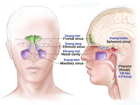 Viêm xoang trán - Ảnh 1. Viêm xoang trán - Ảnh 1.