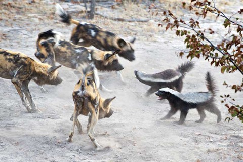Loài động vật nào không sợ ai, kể cả báo, rắn độc? - Ảnh 2. Loài động vật nào không sợ ai, kể cả báo, rắn độc? - Ảnh 2.