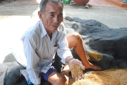 Nông dân nói lúa dỏm, lãnh đạo xã nói ngâm ủ không đúng - Ảnh 1. Nông dân nói lúa dỏm, lãnh đạo xã nói ngâm ủ không đúng - Ảnh 1.