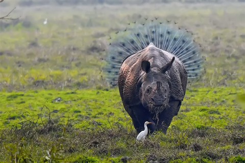 Cười té ghế với gấu, cú mèo, rồng Komodo... siêu hài hước trong năm 2018 - Ảnh 8. Cười té ghế với gấu, cú mèo, rồng Komodo... siêu hài hước trong năm 2018 - Ảnh 8.